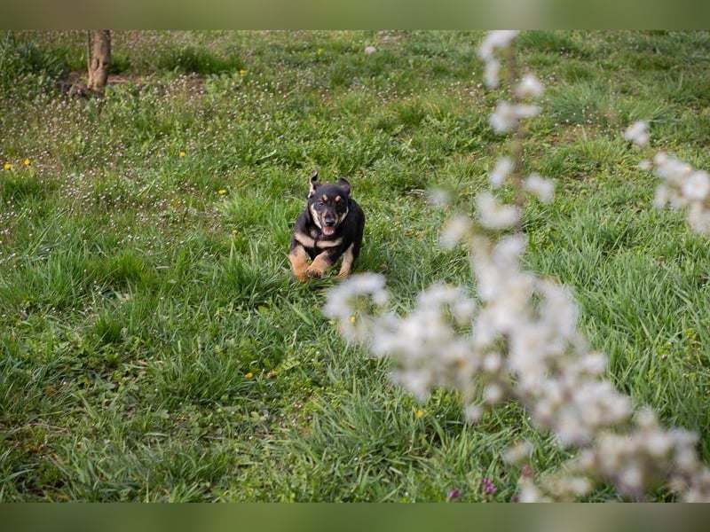 Welpe Chip Nr. 271651 - ich freue mich auf tolle Abenteuer mit meinen Menschen!