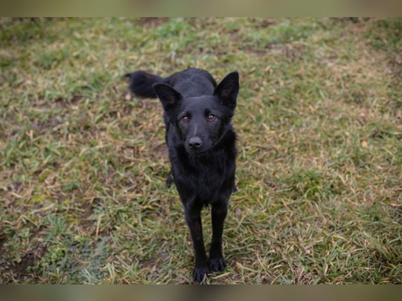 MAVI - die hübsche Maus mag Menschen und Artgenossen und sucht ein tolles Zuhause