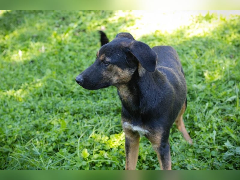 DARCY - der aktive und neugierige junge Rüde möchte die Welt mit DIR erkunden