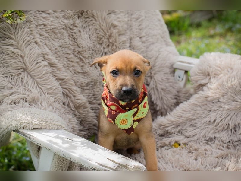 Welpe SPAJDER - der kleine Racker möchte so gerne DEIN vierbeiniger Begleiter sein!