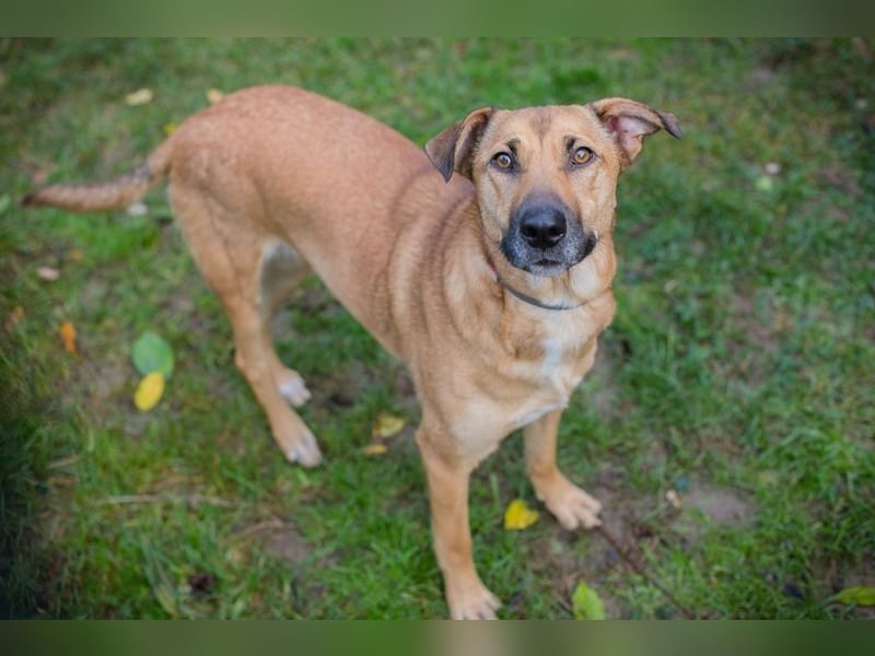 YARAH - die liebe und dankbare junge Hündin träumt von einem liebevollen Zuhause
