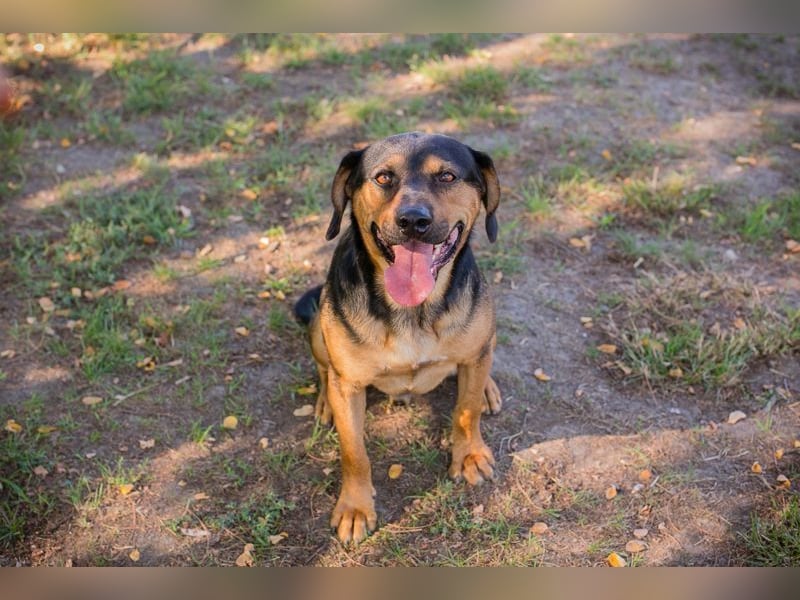 NICO - lernen, toben, kuscheln, mit meiner Familie und mit Artgenossen spielen - das wünsch ich mir!