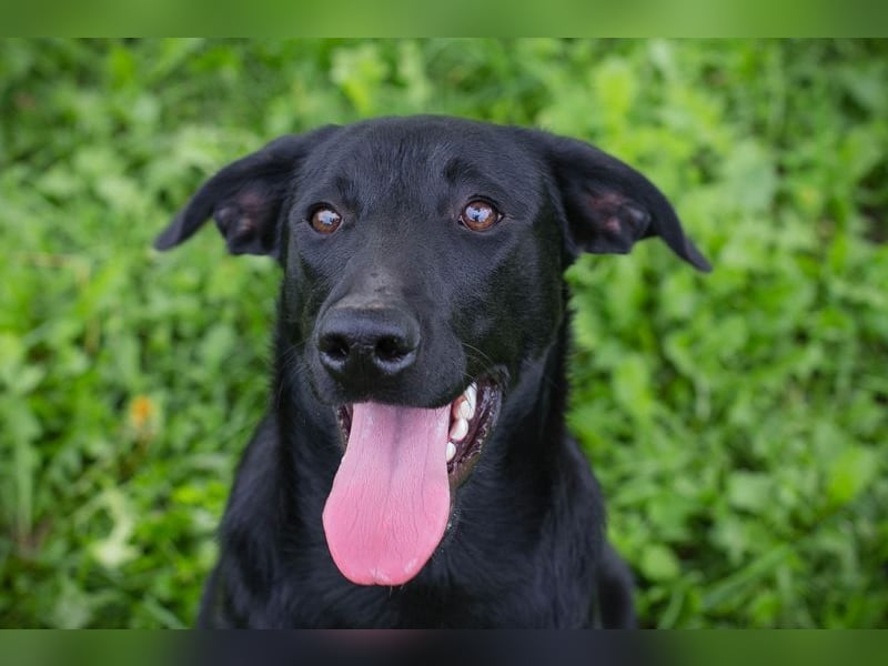 Angie - sie ist aktiv und liebesbedürftig