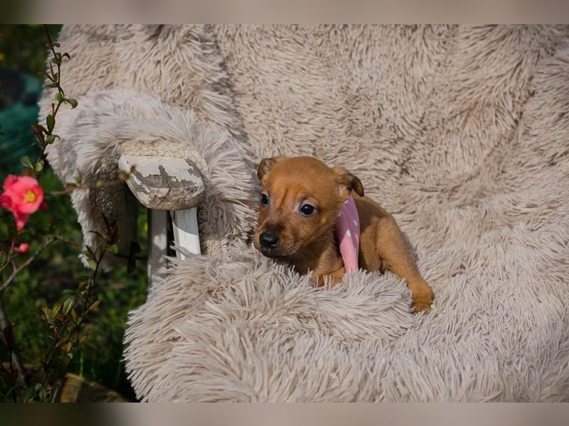 Welpe Chip-Nr. 271864 - ich träume von einem liebevollen Für-Immer Zuhause!