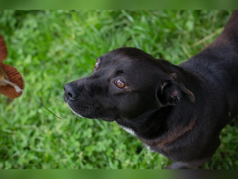 Willy sucht Spiel, Spaß, Freude und Freunde