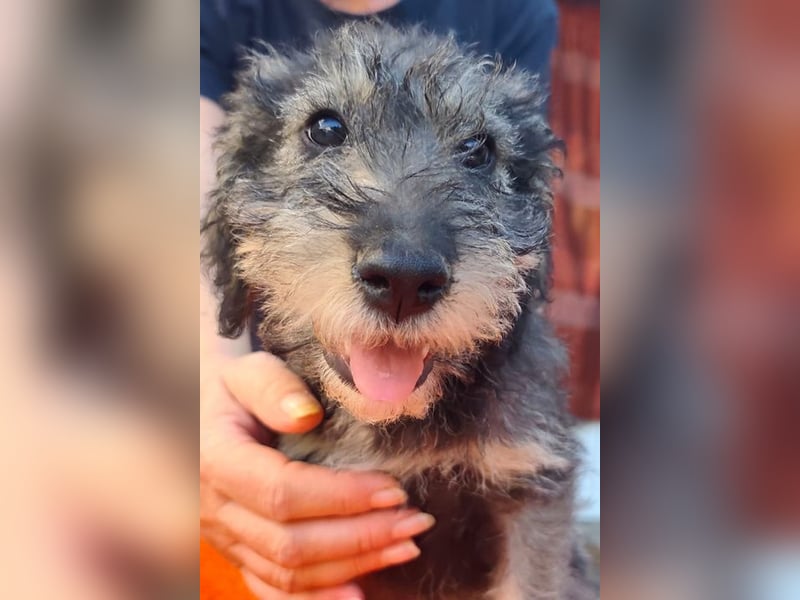 Chip-Nr. 2366551 - das kleine Welpenmädchen hätte so gerne einen tollen Namen und ein Zuhause