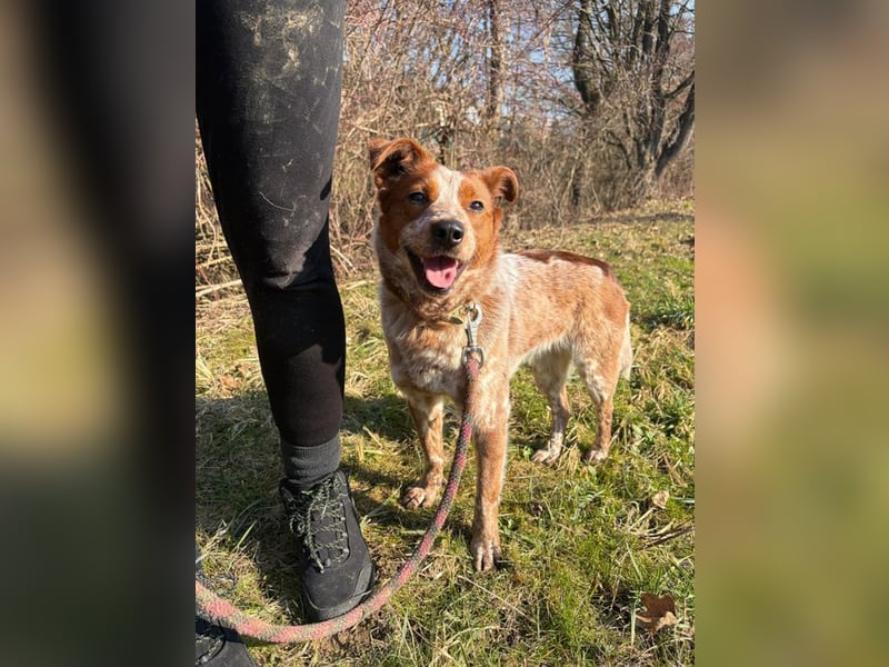 ÄNNE - schenkst du mir dein Herz und ein Zuhause - ich wäre gerne Zweithund...