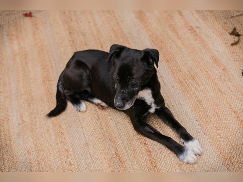 FIDO - der aufgeschlossene Rüde freut sich auf tolle Abenteuer mit seinen Menschen