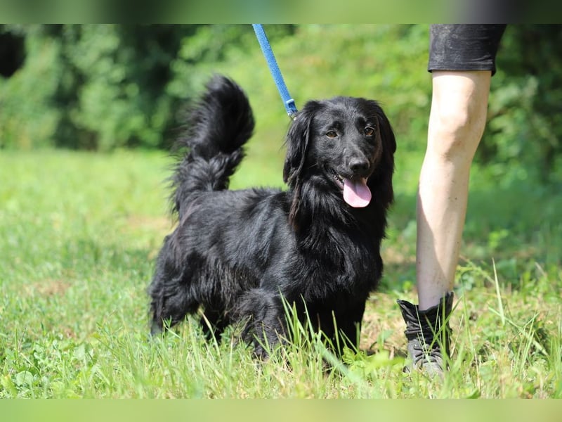 SID - wer möchte mit mir spielen, kuscheln und lernen und mir ein tolles Für-Immer Zuhause schenken?