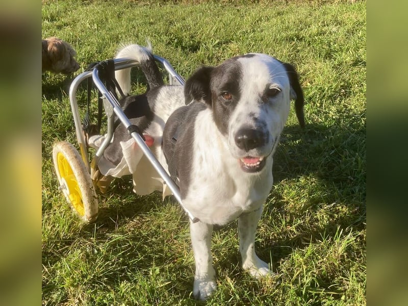 Rollihund FELIX - der hübsche, lebensfrohe Rüde sucht ein liebevolles Für-Immer Zuhause