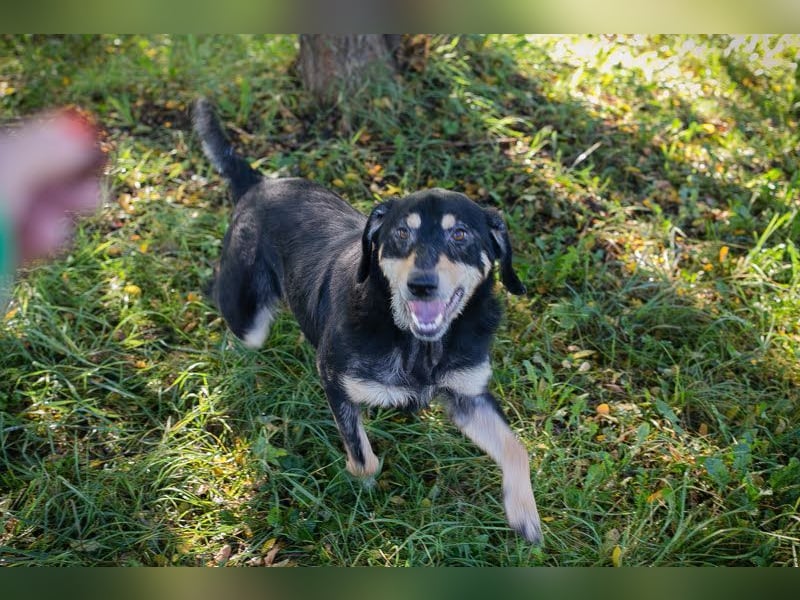 SNOOPY - Aufgeschlossener, freundlicher und fröhlicher Hundebub sucht sein eigenes Körbchen