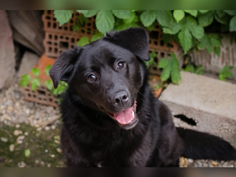 GITTA - die verspielte und unternehmungslustige Hündin möchte mit ihren Menschen die Welt entdecken