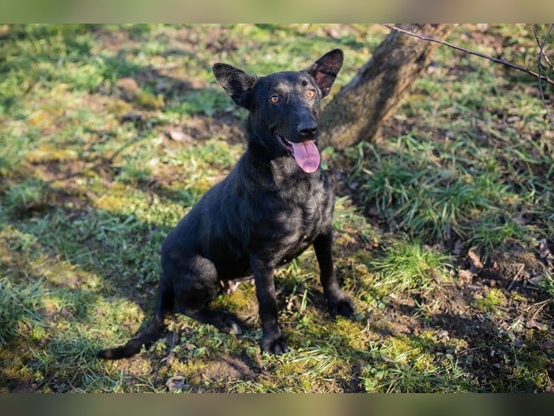 ANOUSH - das liebe Mädchen träumt davon, eine richtige Familienhündin zu sein!