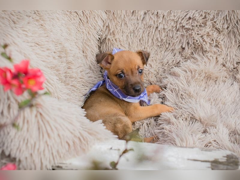 Welpe Chip-Nr. 272072 - wer schenkt mir ein liebevolles Für-Immer Zuhause?