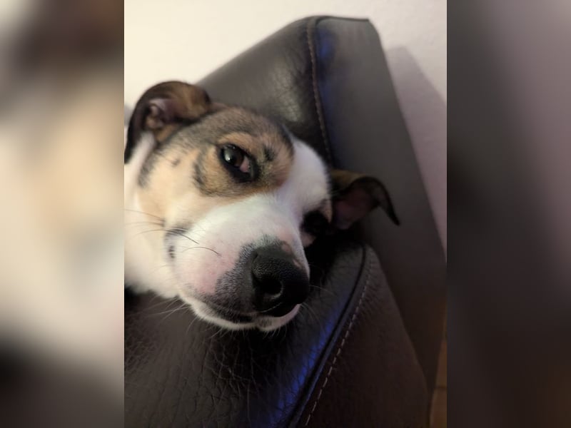 FIETE - lernen, spielen, kuscheln - wer schenkt mir sein Herz und ein tolles Zuhause?