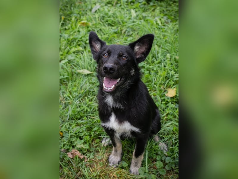 YOKI - der aufmerksame und gelehrige Rüde möchte die Welt mit seinen Menschen erkunden