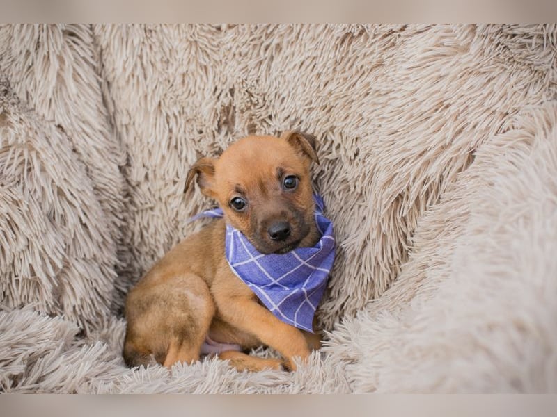 Welpe Chip-Nr. 272072 - wer schenkt mir ein liebevolles Für-Immer Zuhause?