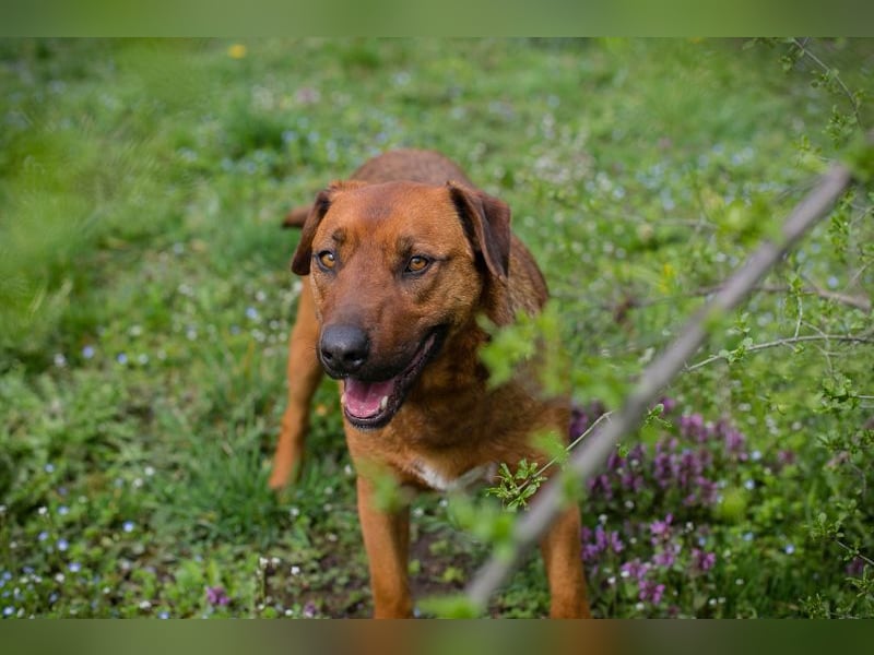 RUSTY - der aktive Rüde liebt die Nähe zu den Menschen und er freut sich, wenn er lernen darf
