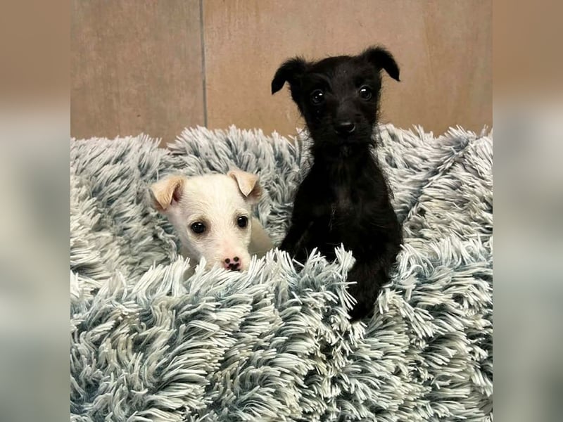 Welpe JANG - kuscheln, lernen, spielen - wer schenkt mir Liebe und ein tolles Hundeleben?