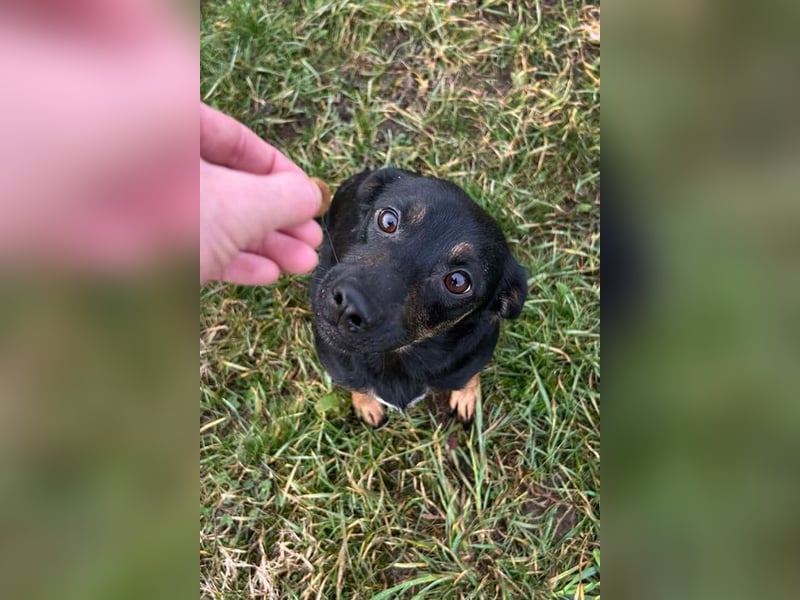 MELIKE - die liebebedürftige, brave Maus sucht ein liebevolles Für-Immer Zuhause!
