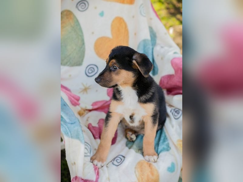 Welpe ROSARIO - ich möchte so gerne DEIN vierbeiniger Begleiter sein!