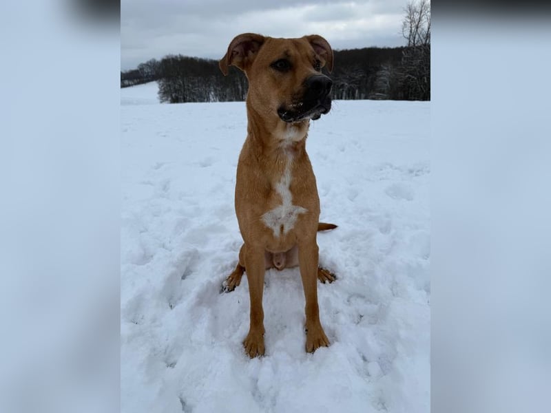 SAMMY - der hübsche junge Mann sucht ein Zuhause bei hundeerfahrenen Menschen!