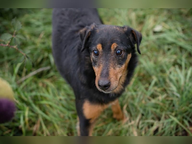 SKIBBY - ich möchte spielen + kuscheln und suche Familienanschluss mit großem Garten