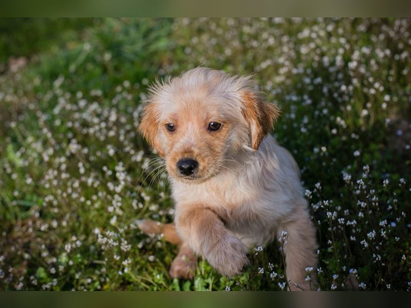 Welpe ULLI - schenkst du mir dein Herz und ein liebevolles Zuhause?