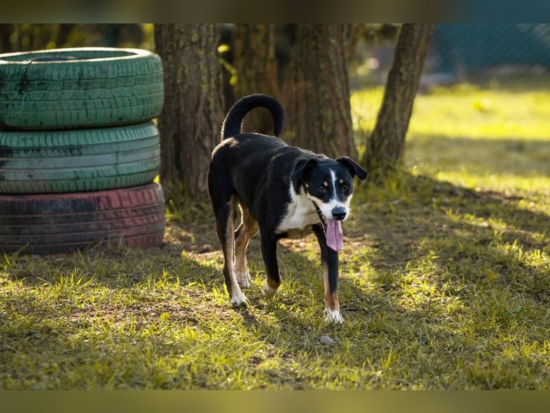 JACKO - der freundliche und menschenbezogene Rüde möchte beschäftigt werden und lernen
