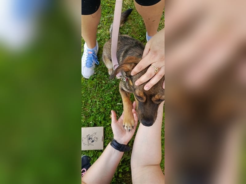 ALICE - die liebe Hündin ist sehr verschmust und träumt von einem tollen Für-Immer Zuhause