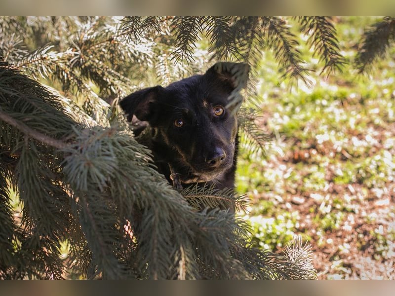 GRACE - ich freue mich auf ein tolles Leben mit meinen Menschen!
