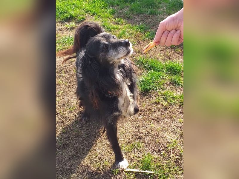 GUGO - lieber, genügsamer und braver Senior sucht ruhiges Plätzchen mit Familienanschluss