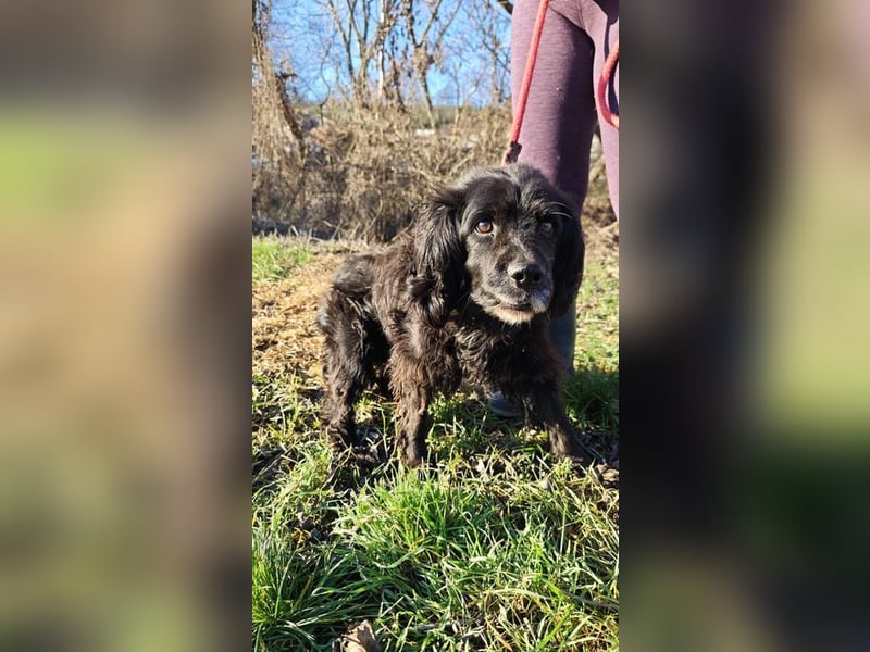 BENNY - der liebe Senior wünscht sich ein liebevolles, ruhiges Zuhause!