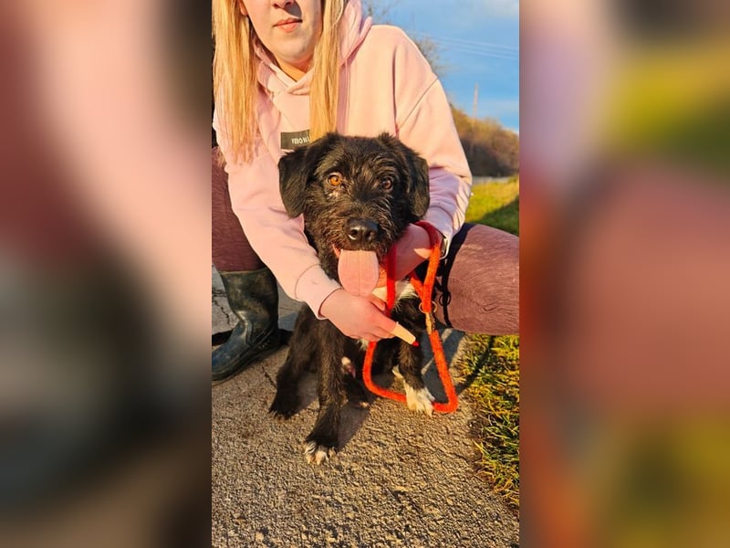 Welpe FLORIAN - knuddeln, spielen, lernen - wer schenkt mir sein Herz und ein Zuhause?