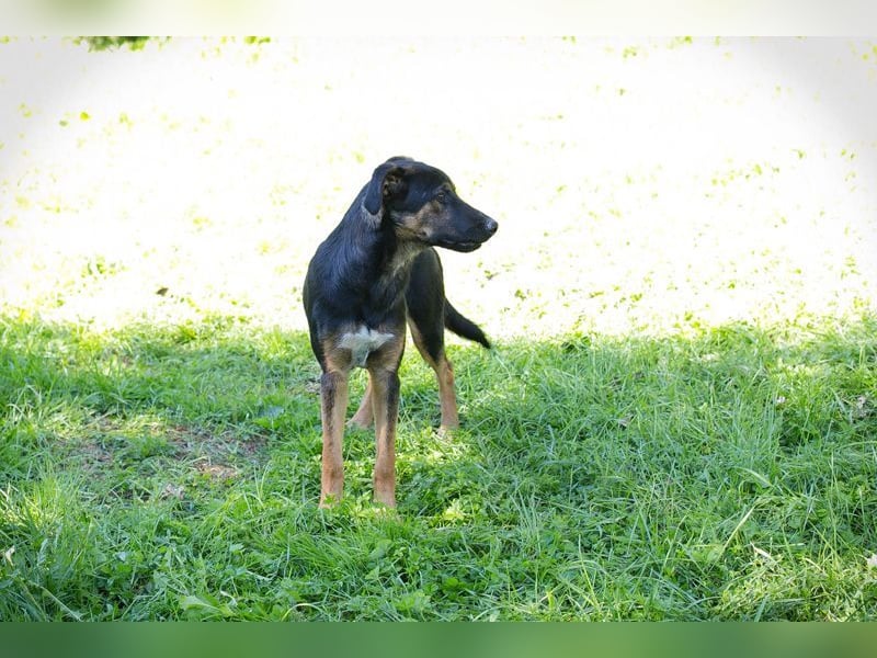 DARCY - der aktive und neugierige junge Rüde möchte die Welt mit DIR erkunden