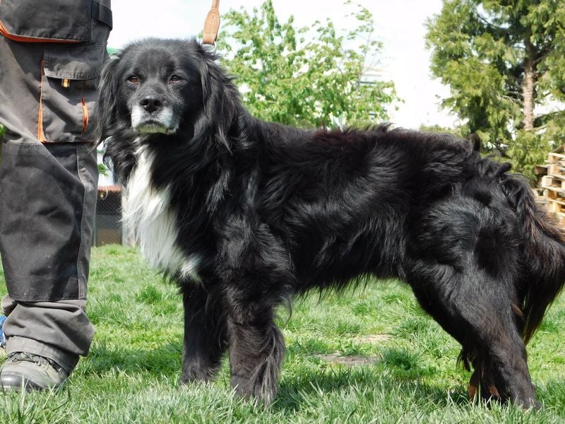 GUGO - der Senior ist freundlich aber immer noch etwas angespannt und unsicher