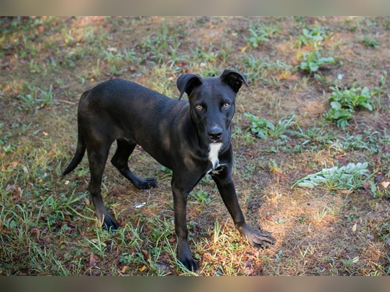 Böll - Aktiv und interessiert sucht er seine Familie die viel mit ihm trainiert und unternimmt