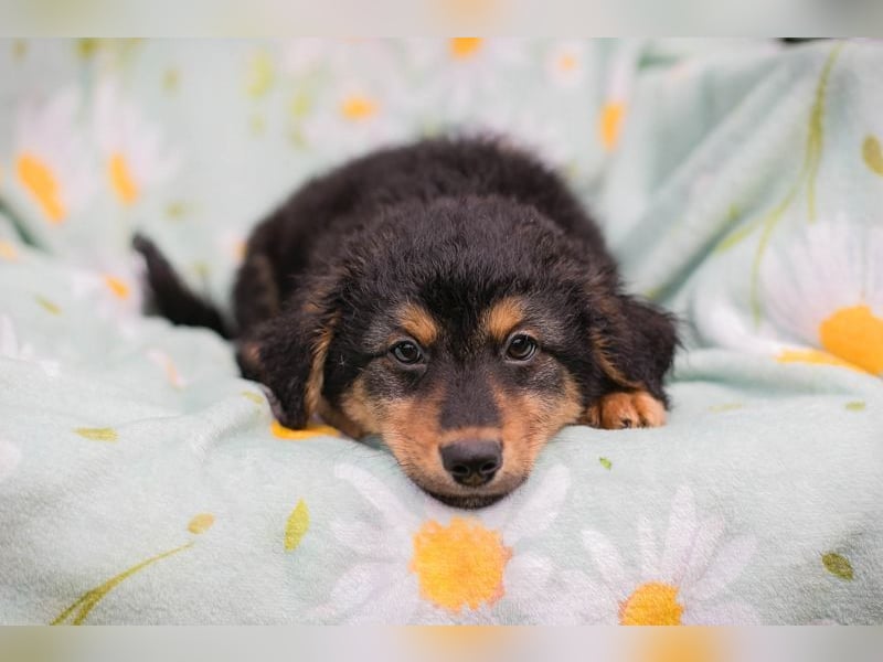 Welpe TIMO -wenn ich groß bin möchte ich ein richtiger Familienhund sein!