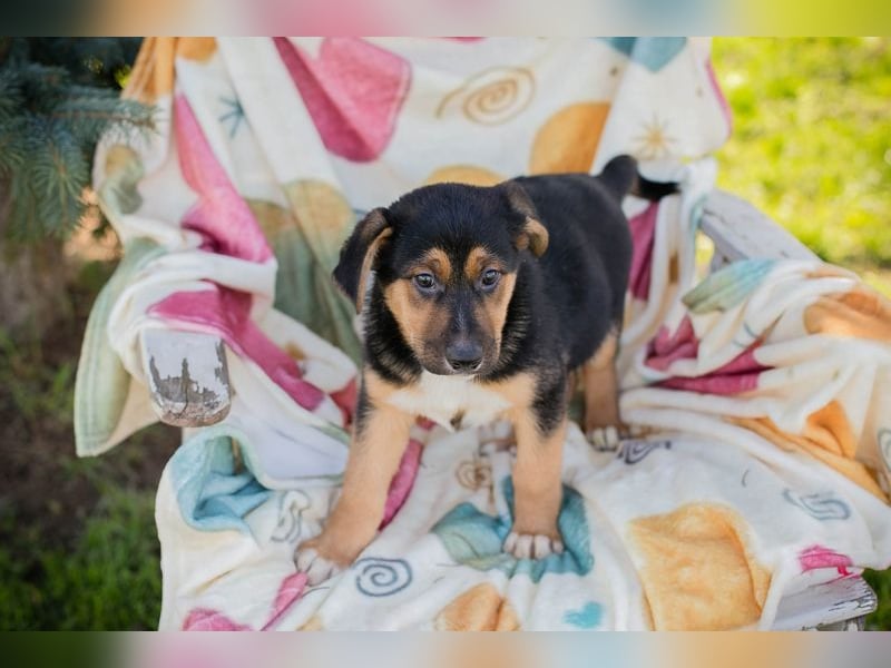 Welpe ROSARIO - ich möchte so gerne DEIN vierbeiniger Begleiter sein!