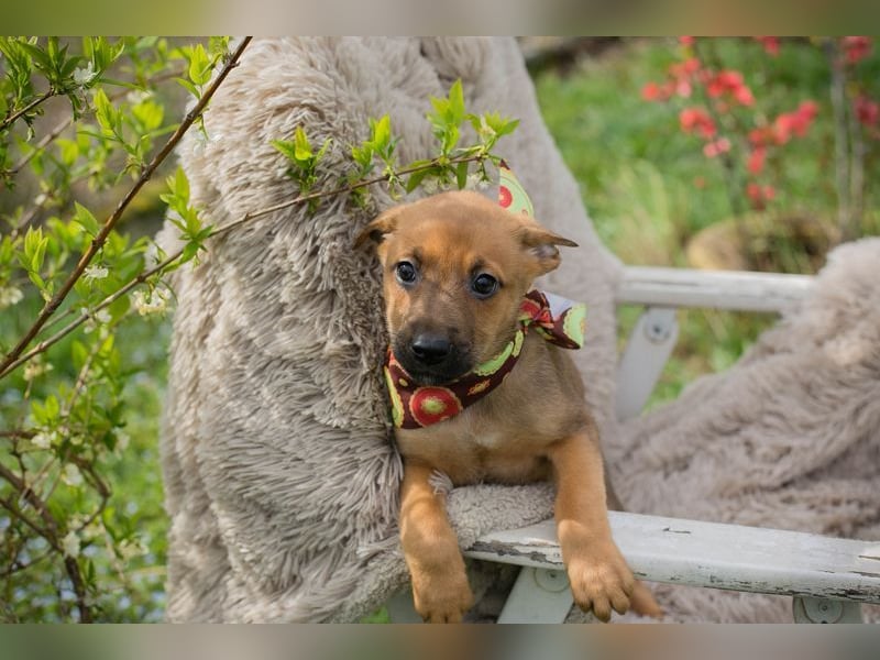 Welpe SPAJDER - der kleine Racker möchte so gerne DEIN vierbeiniger Begleiter sein!
