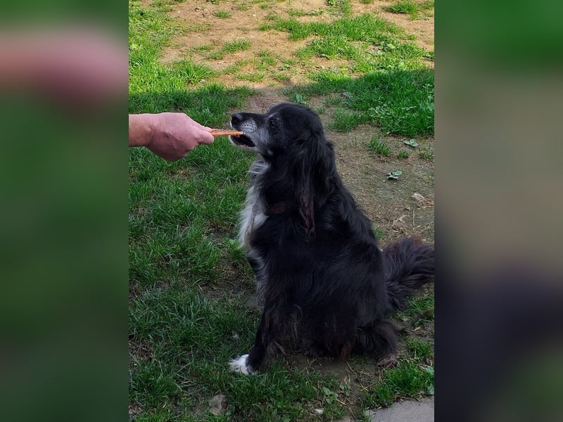 GUGO - der Senior ist freundlich aber immer noch etwas angespannt und unsicher