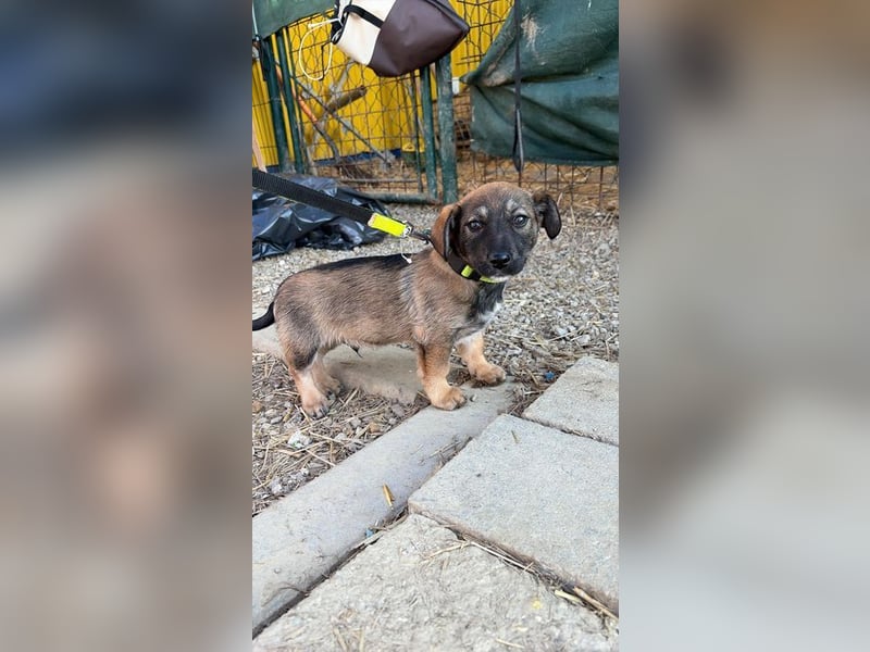 Welpe KARLI - der unternehmungslustige kleine Racker möchte mit seinen Menschen die Welt entdecken!