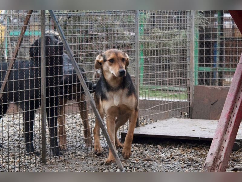 LARA - die soziale Hündin ist noch zurückhaltend und sucht hundeerfahrene Menschen