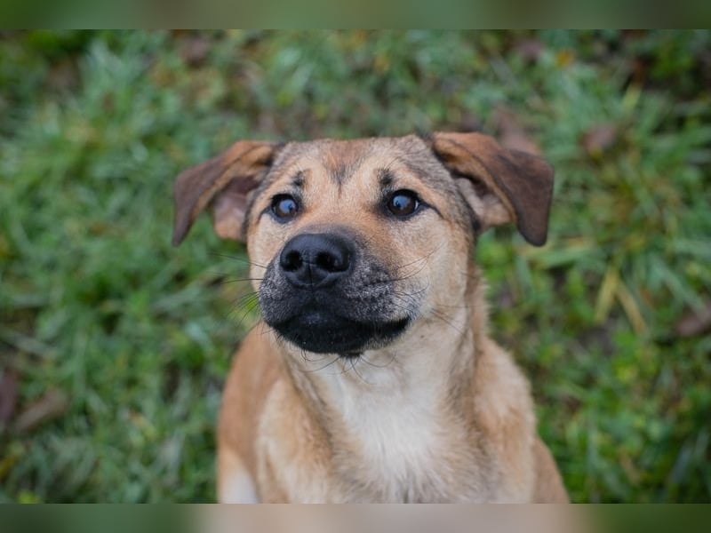 Name: Chip-Nr. 264447 - die muntere und aktive Hündin sucht ein liebevolles Für-Immer Zuhause