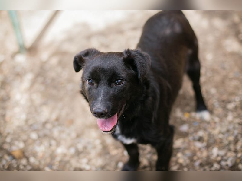 ROY - ich freue mich auf eine aktive Familie die mit mir die Welt entdeckt.