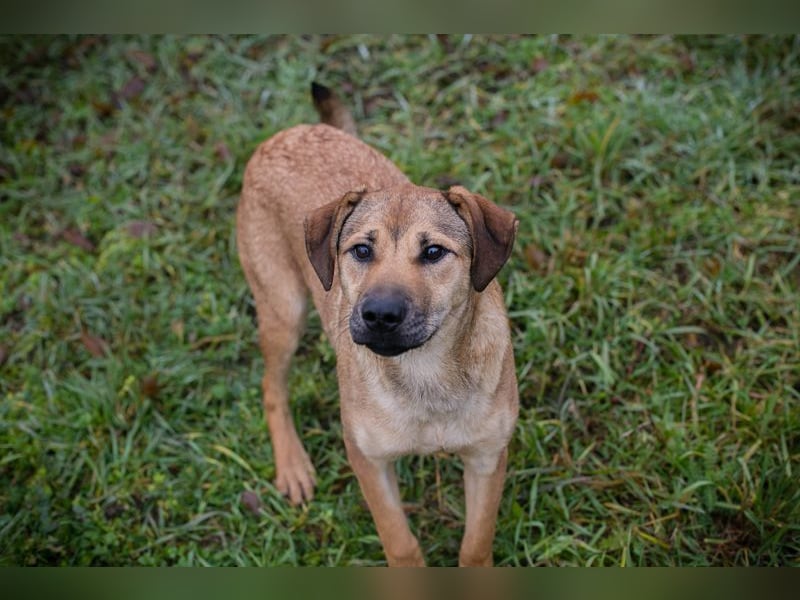 Name: Chip-Nr. 264447 - die muntere und aktive Hündin sucht ein liebevolles Für-Immer Zuhause