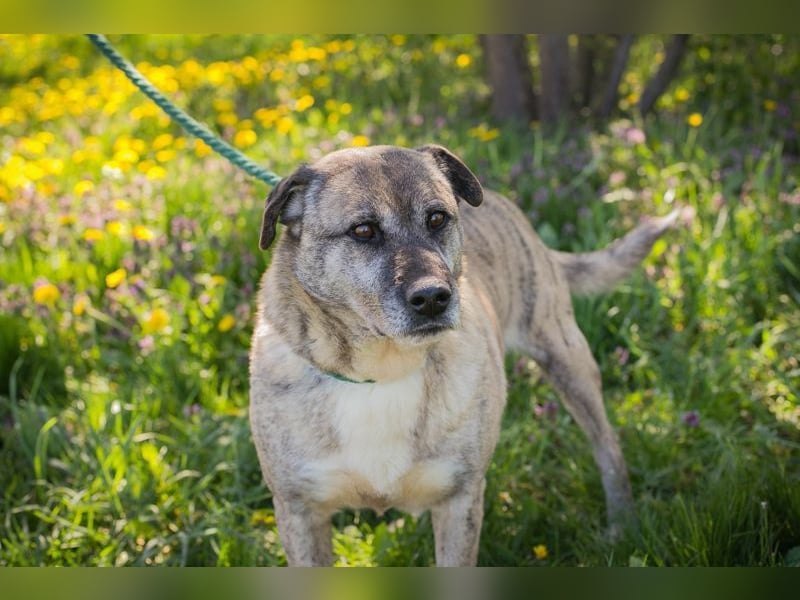 WILSON - der ruhige und bedächtige Senior mit der zarten Seele sucht ein liebevolles Zuhause