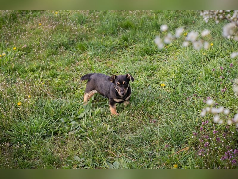 Welpe Chip Nr. 271651 - ich freue mich auf tolle Abenteuer mit meinen Menschen!