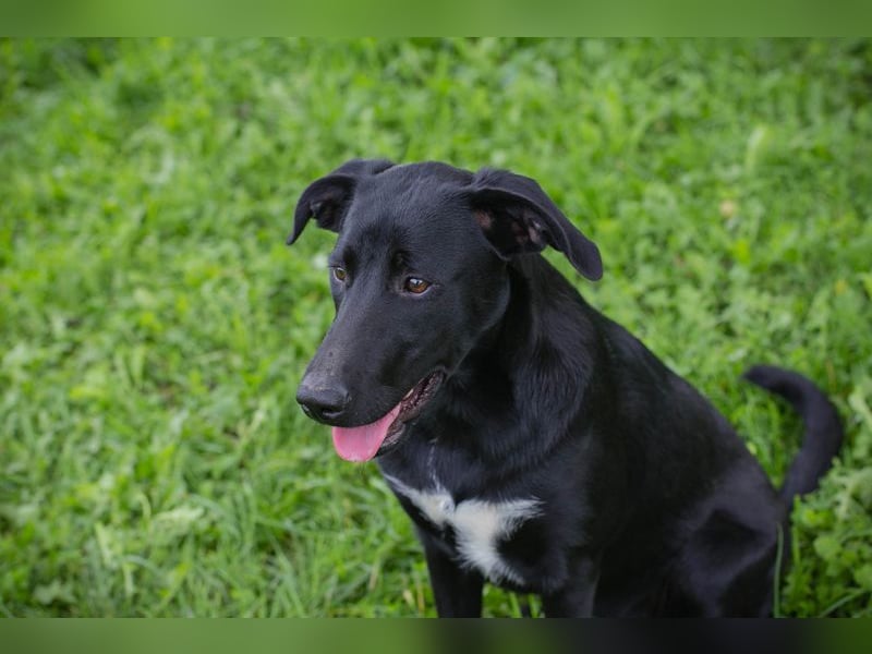 Angie - sie ist aktiv und liebesbedürftig