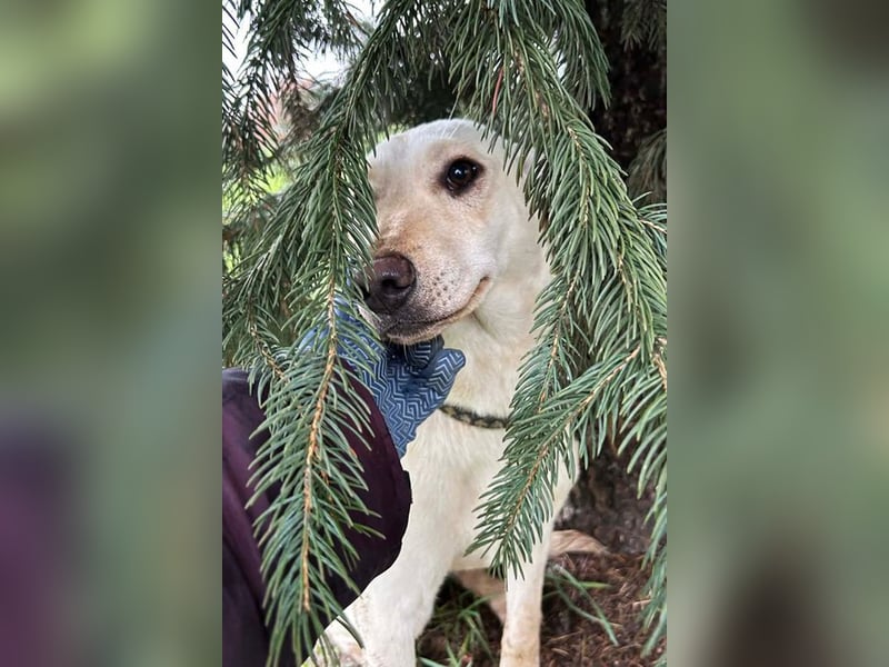 DESIREE - wer schenkt der schüchternen Maus Liebe, Geduld und Sicherheit?